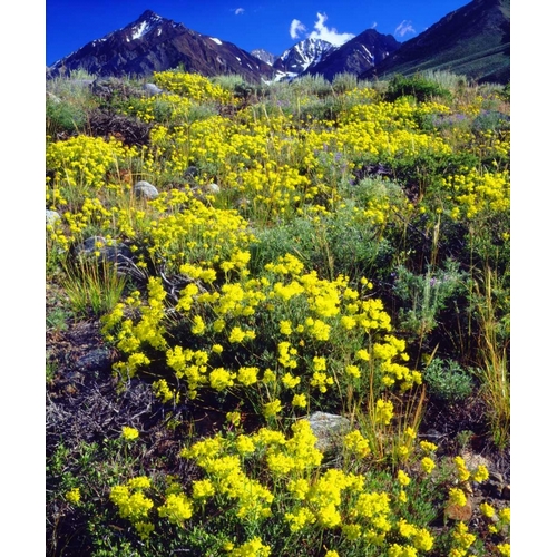 CA, Sierra Nevada flowers in the High Sierra